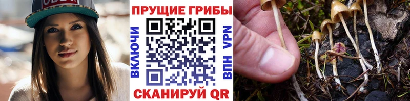 Галлюциногенные грибы MAGIC MUSHROOMS  даркнет сайт  Кукмор 